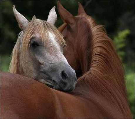 lovak-szeretete.jpg